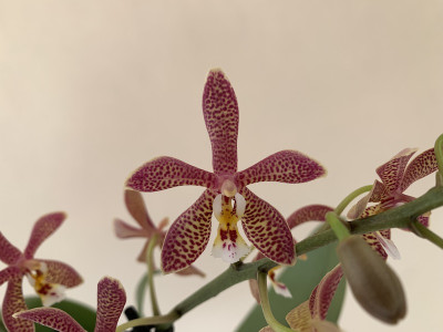 Phalaenopsis Bronze Maiden (2 Rispen)