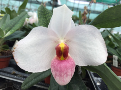 Paphiopedilum Burki