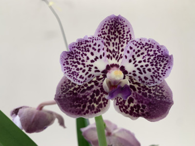 Vanda Dark Purple Spots