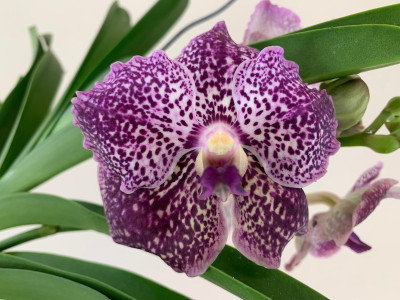 Vanda Blackberry Delight (in Blüte/Knospe)