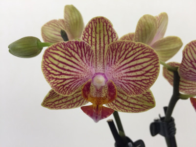 Phalaenopsis Little Orange Stripes (2 Rispen)