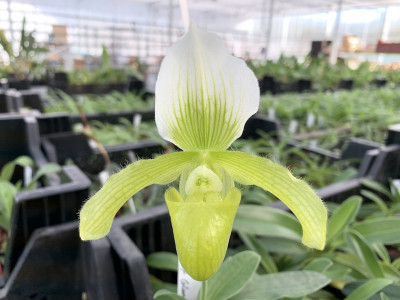 Paphiopedilum wardii 'album' x P. charlesworthii 'alba'