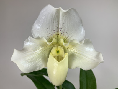 Paphiopedilum White Lady (in Blütenscheide)