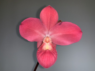 Phragmipedium Fritz Schomburg