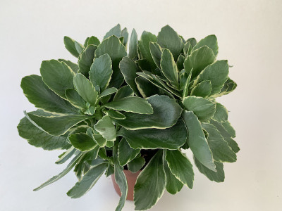 Kalanchoe Debora