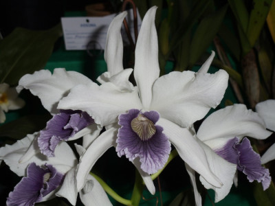 Laelia purpurata werkhauseri 'Brusque'