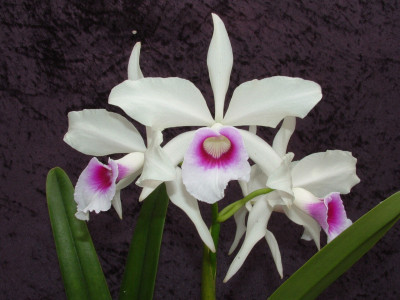 Laelia purpurata 'argolao'