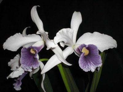 Laelia purpurata 'werkhauseri'