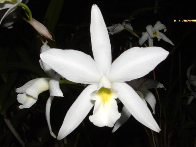 Laelia anceps 'alba'