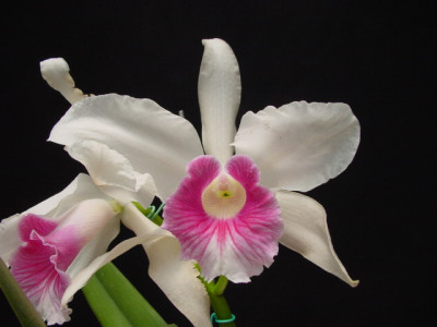 Laelia purpurata 'carnea' (Jgpfl.)