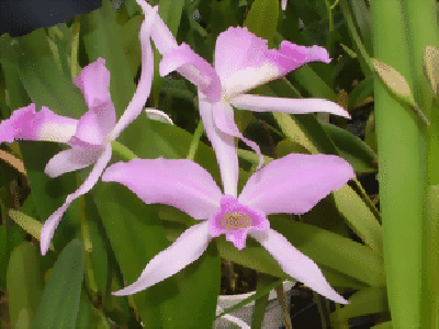 Laelia purpurata 'rosea-concolor'