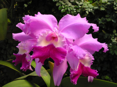 Laeliocattleya Colette Thurilet