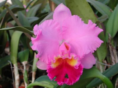 Laeliocattleya Drumbeat 'Heritage'