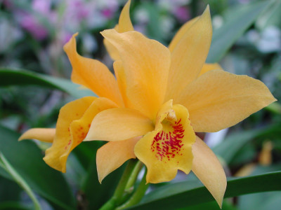 Laeliocattleya Golddigger 'Buttercup' HCC/AOS