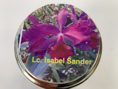 Laeliocattleya Isabel Sander (im sterilen Glas)