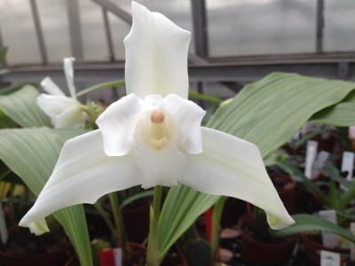 Lycaste skinneri 'alba'