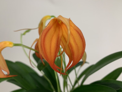 Masdevallia ignea x Amazone 'Dracona'