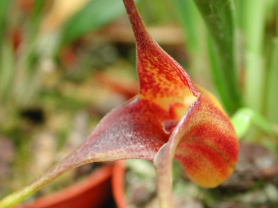 Masdevallia peristeria