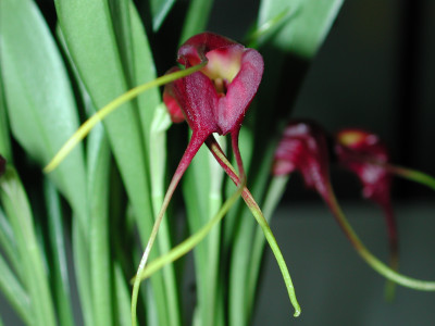 Masdevallia rolfeana