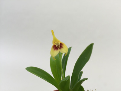 Masdevallia sprucei