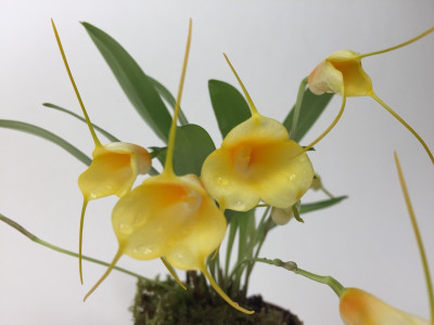 Masdevallia strobelii x Golden Tiger