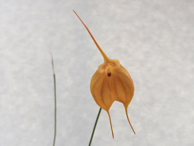 Masdevallia veitcheana x infracta