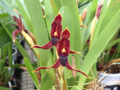 Maxillaria meleagris