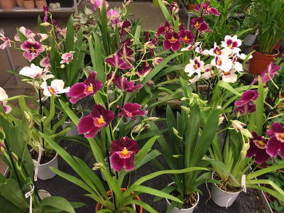 Miltoniopsis Hybride (2 Rispen)