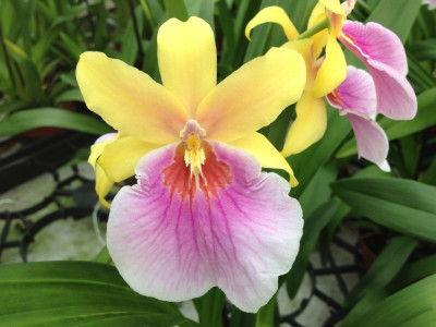 Miltonia Sunset Hybride (Jungpfl.)