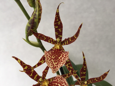 Odontobrassia Piranha