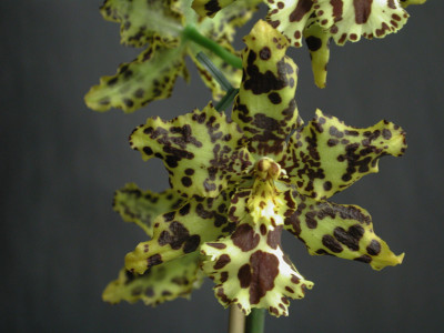 Odontocidium Hansueli Isler
