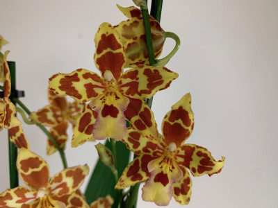 Odontocidium Tiger Tail (2 Rispen)