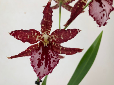 Odontoglossum Violetta von Holm (1 Rispe)