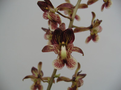 Eulophia saundersiana