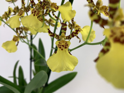 Oncidium Honey Bee (1 Rispe)