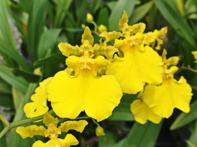 Oncidium Grower Ramsey 'Lemon Heart'