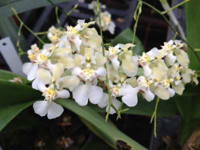 Oncidium Misaki Obry 'Only You' (5 Rispen)