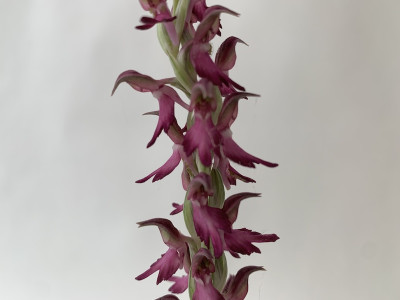 Anacamptis sancta (blühstark)