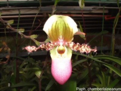 Paphiopedilum chamberlainianum