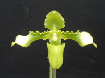 Paphiopedilum esquirolei 'album' x P. White Wings