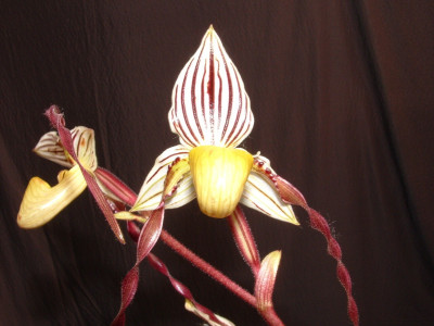 Paphiopedilum philippinense