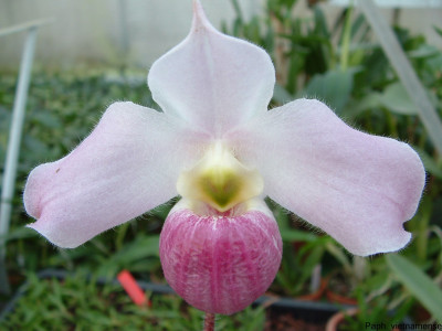 Paphiopedilum vietnamense