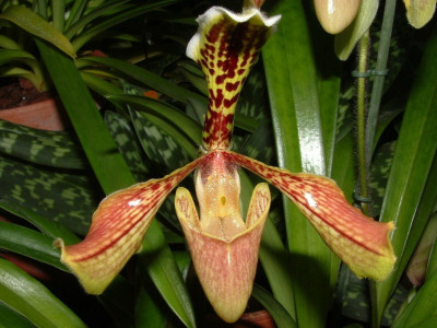 Paphiopedilum villosum 'boxallii'