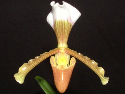 Paphiopedilum x areeanum (syn. rhizomatosum)