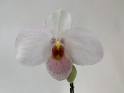 Paphiopedilum Joyce Hasegawa (1 Blütenstiel)