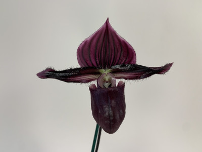 Paphiopedilum Vinicolor 'Schwarze Madonna' x purpuratum