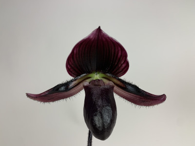 Paphiopedilum Vinicolor 'Schwarze Madonna' x callosum Vinicolor (1 Stiel)