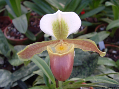 Paphiopedilum barbigerum