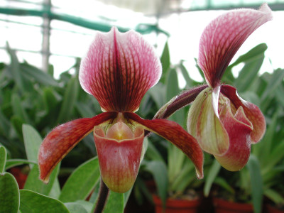 Paphiopedilum Bingleyense 'Celle'