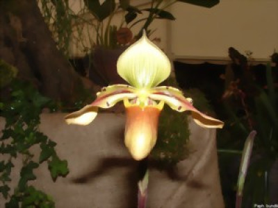 Paphiopedilum bundtii